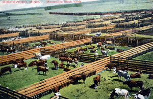 Stockyards, Montevideo, Minnesota, 1910 Print